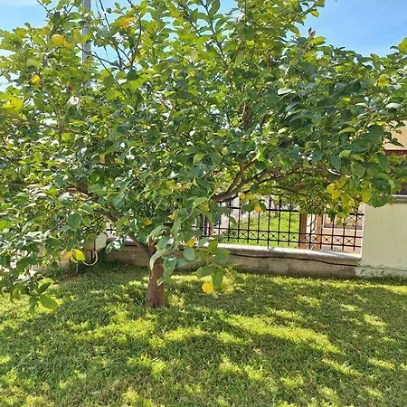 Ferienhaus Lemon Tree House